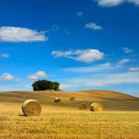 Typical hilly landscape with field shrubs