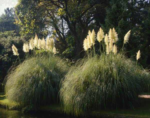 Pampas grass