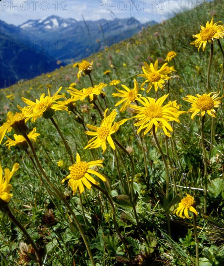 Mountain arnica