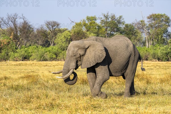 African elephant