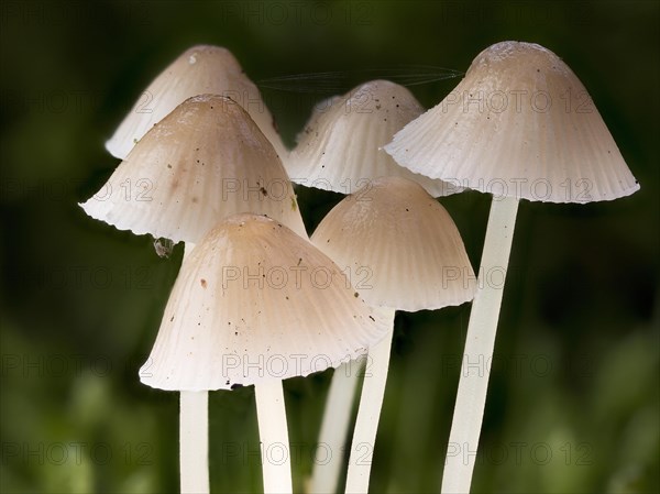 White milky milking bonnet