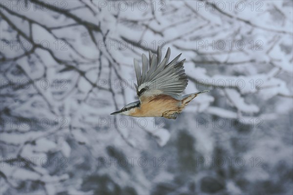 Eurasian nuthatch