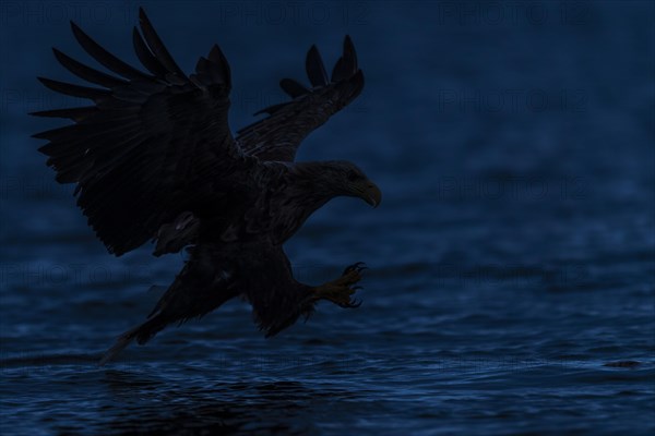 White-tailed eagle