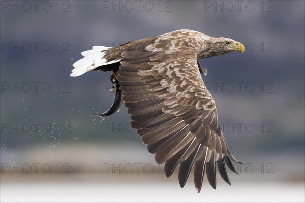 White-tailed eagle