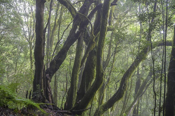 Laurel forest near El Cedro