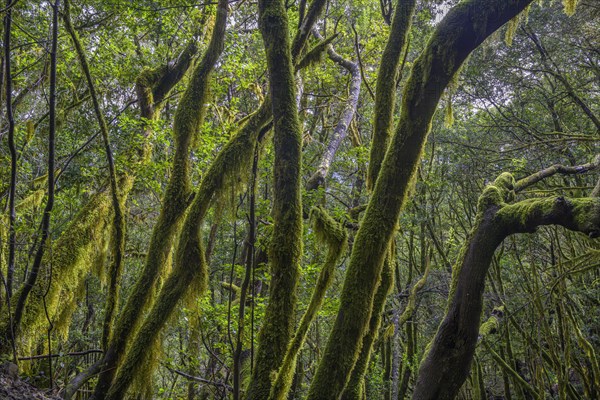 Laurel forest near El Cedro