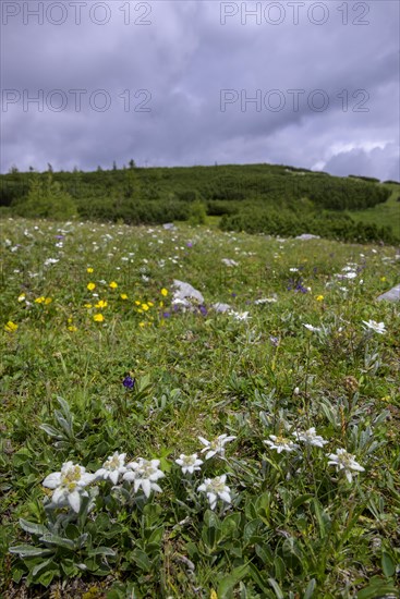 Alpine edelweiss