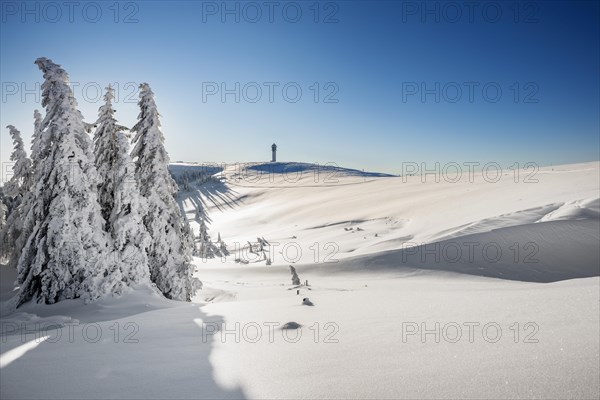 Snow-covered spruces