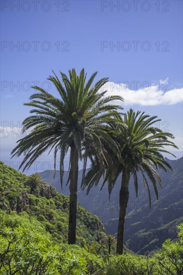 Canary island date palm