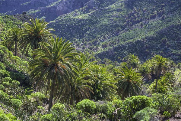 Canary island date palm