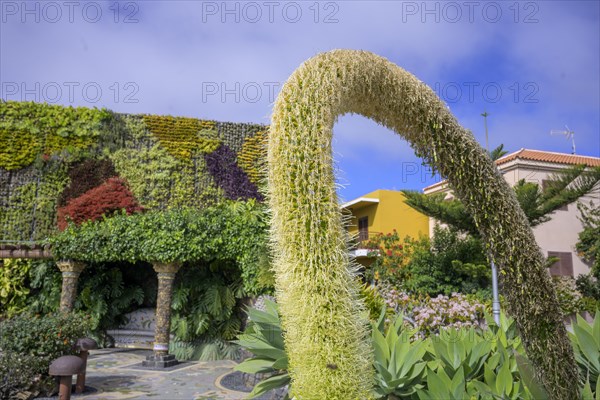 Flowering Dragon Tree Agave or lion's tail