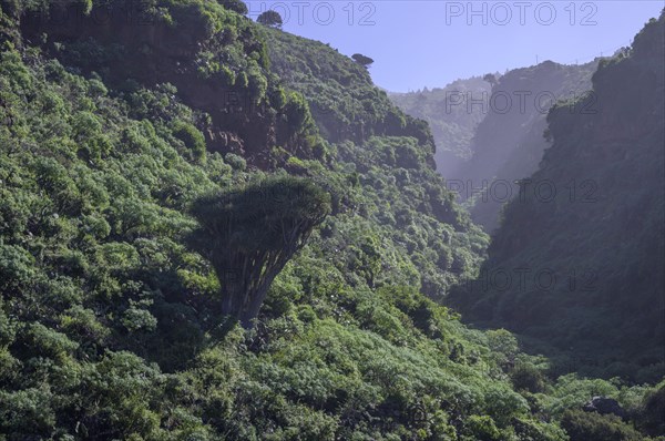 Canary canary islands dragon tree