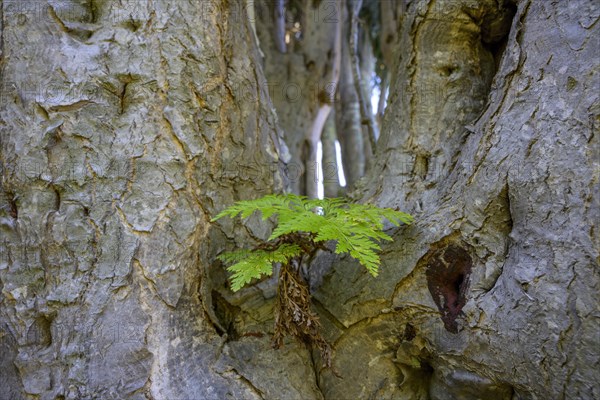 Fern on Canary Island canary islands dragon tree