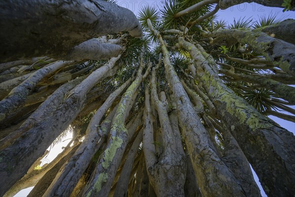 Canary canary islands dragon tree