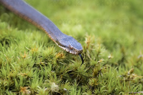 Common european viper