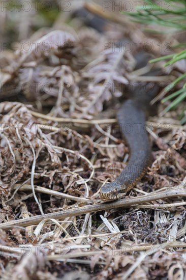 Common european viper