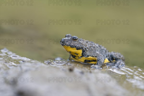 Yellow-bellied toad