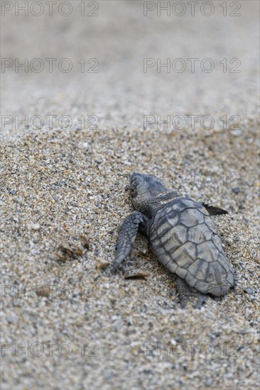 Loggerhead sea turtle