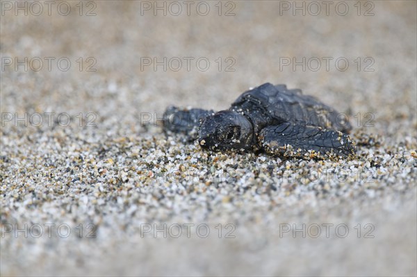 Loggerhead sea turtle