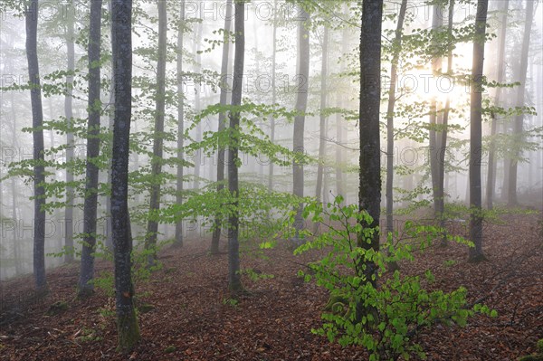 Sunning in a beech forest with new leaves