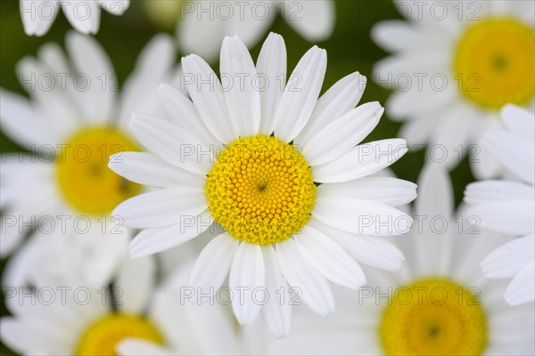 Marguerites