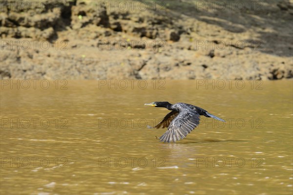 Olive Cormorant