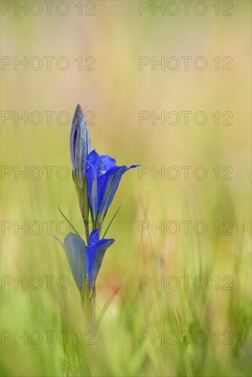 Marsh gentian