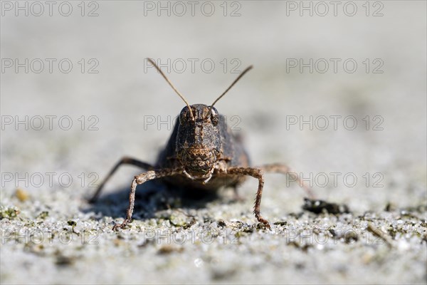 Blue-winged grasshopper