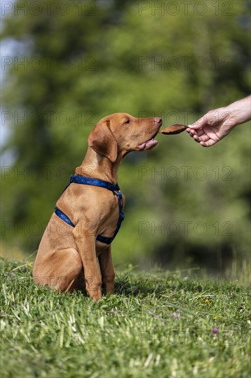 Vizsla puppy