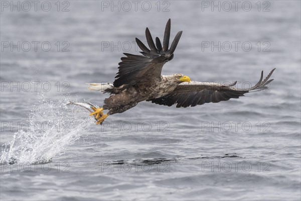 White-tailed eagle