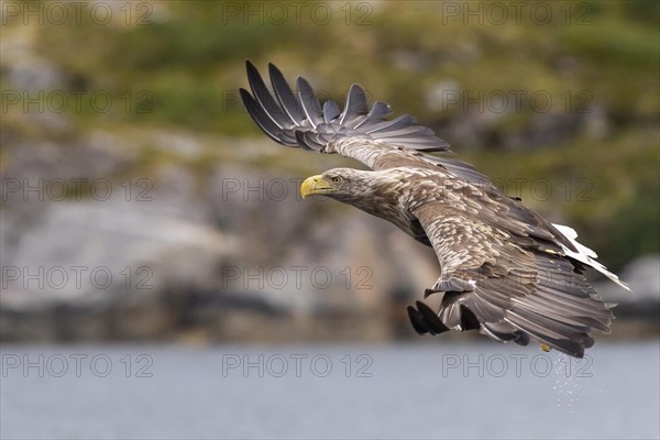 White-tailed eagle