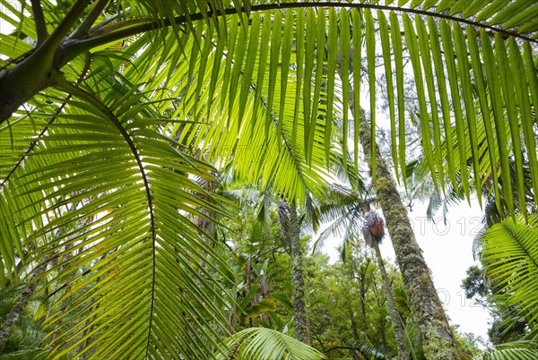 Tree ferns