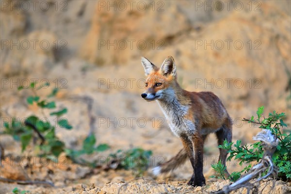 Red fox