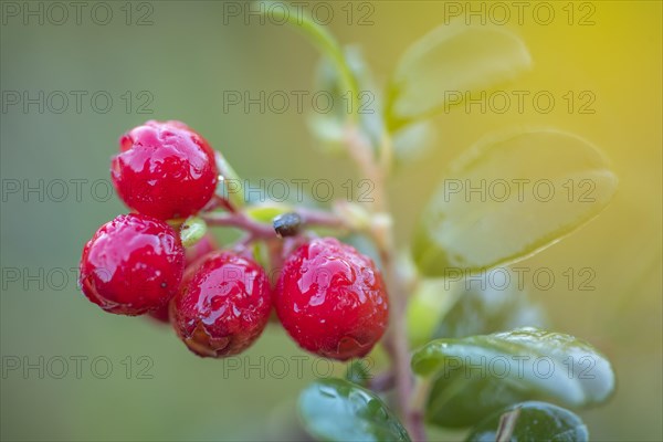 Lingonberry