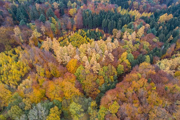 Autumn coloured mixed forest