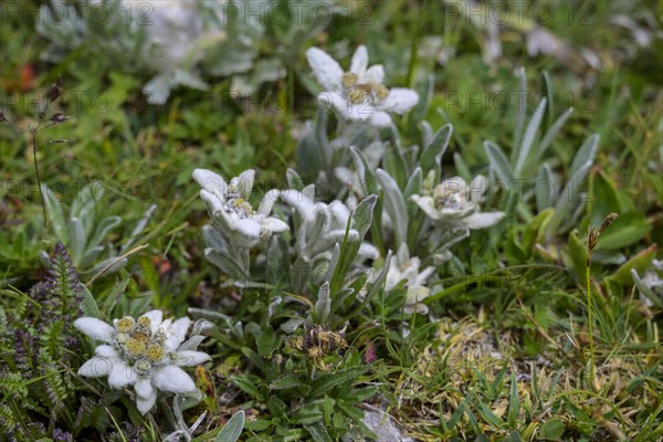 Alpine edelweiss