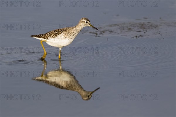 Wood sandpiper