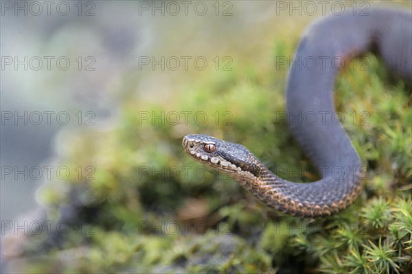 Common european viper