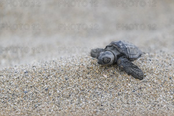 Loggerhead sea turtle