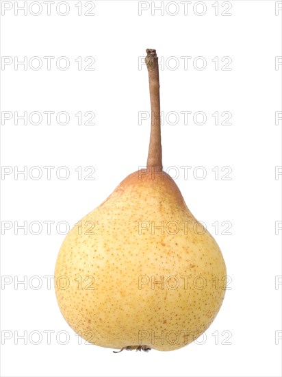 Pear variety Kirchensaller Mostbirne