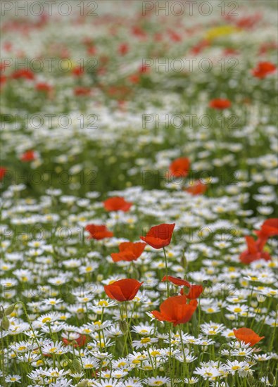 Flowering poppy and daisy field