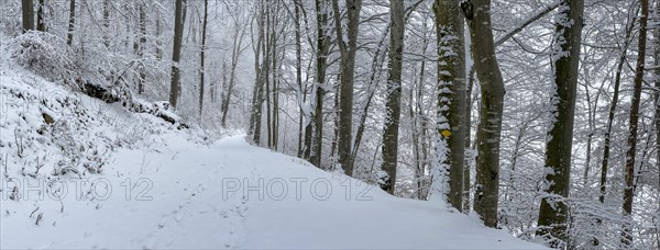 Snow-covered forest on the Wisenberg