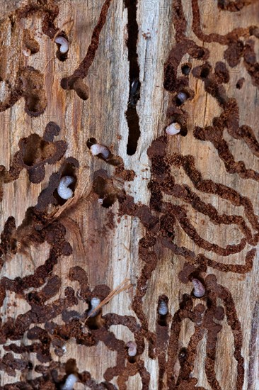 European spruce bark beetle