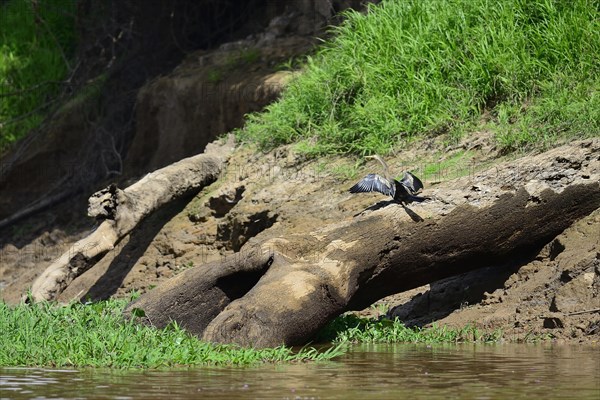 American anhinga