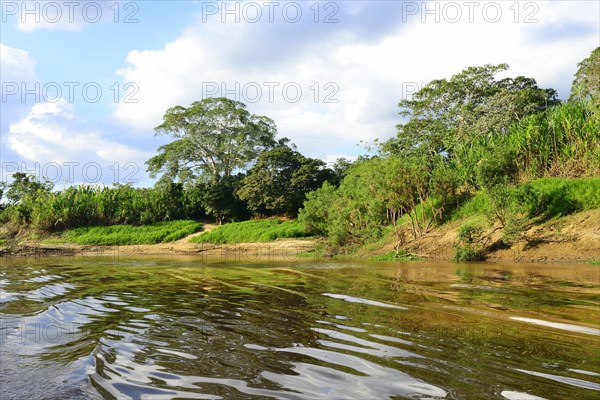 Typical vegetation on the bank