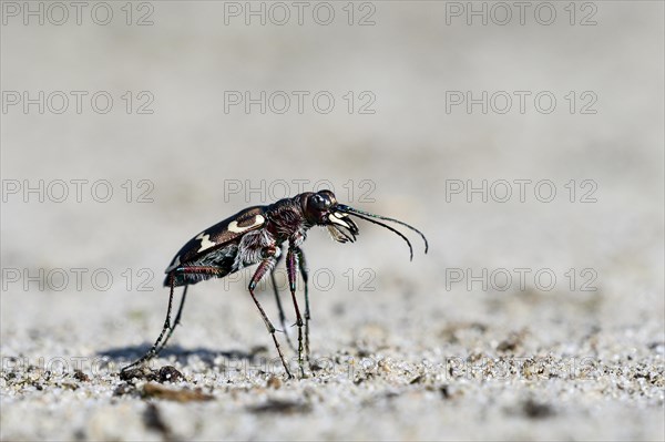 Dune Sand Beetle