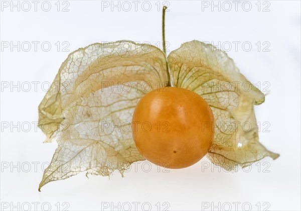 Physalis