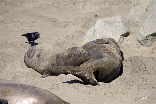 Northern Elephant Seal