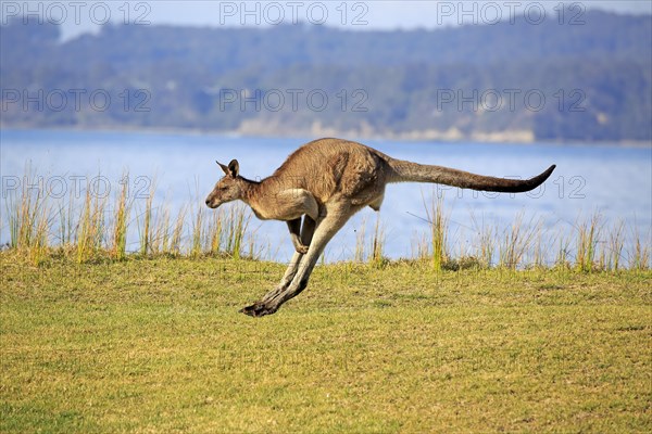 Eastern grey kangaroo