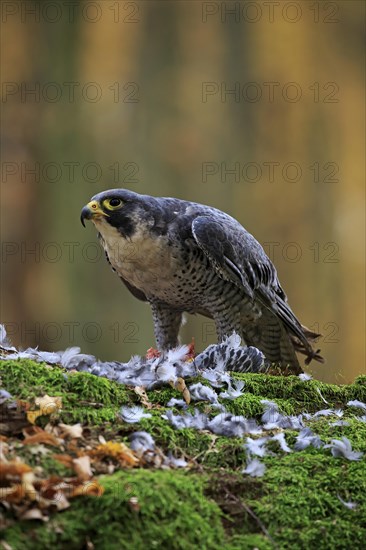 Peregrine falcon